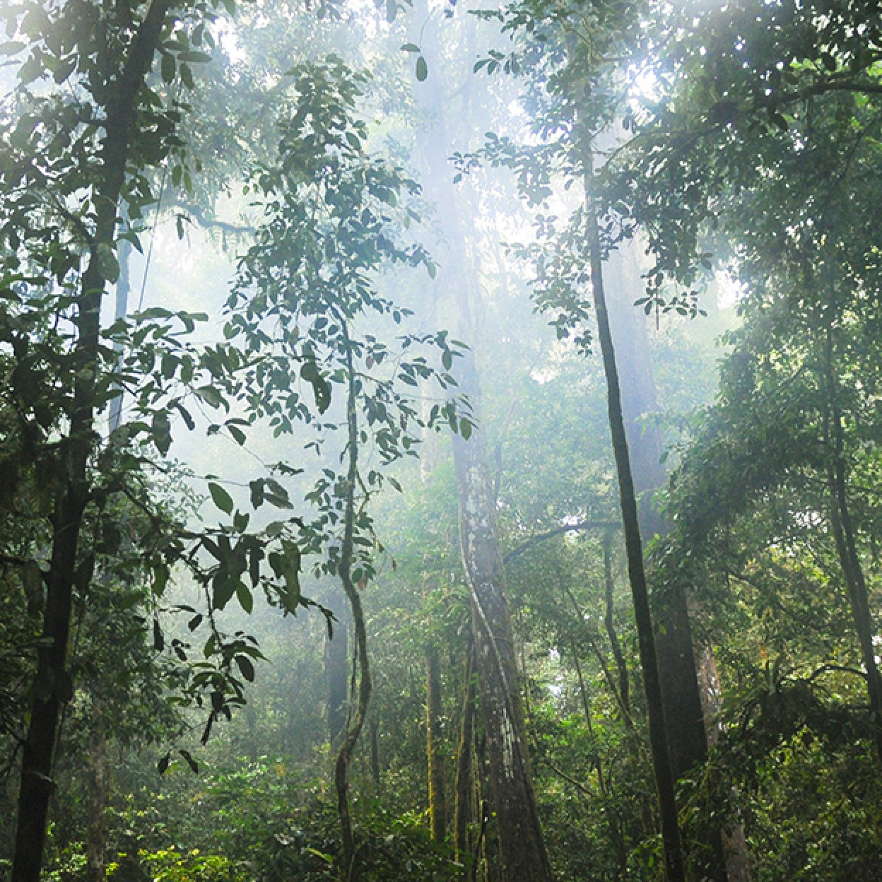 Trees in a misty rainforest